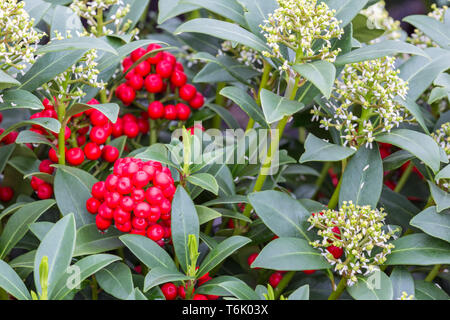 Grüner Strauch (skimmia) mit roten Früchten in holländischen Gewächshaus Stockfoto