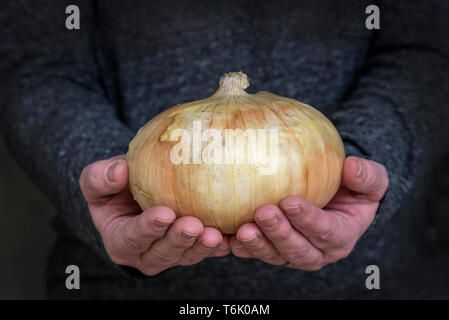 Hände halten eine riesige Größe Zwiebel. Stockfoto