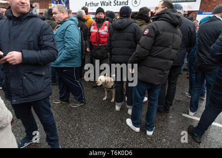 Eine Suche Hund und seine Handler an Selhurst Park, Crystal Palace FC Home unter Tottenham Hotspur Fans vor einem FA Cup binden. Januar 2019. Stockfoto