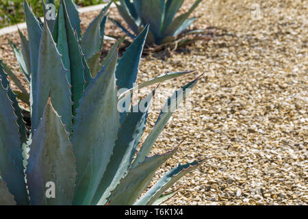 Agave Americana Anlage in einem Rock Garden Stockfoto