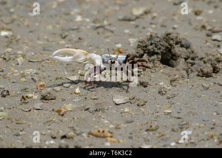 Fiddler Crab" (UCA) zeigt seine Krallen zu Fuß über den Sand am Strand in den Vereinigten Arabischen Emiraten. Stockfoto