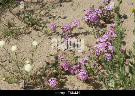 Feder Wildblumen in der Mohave Wüste Ökosystem von Big Rock Creek Wildlife Sanctuary, Kalifornien. Digitale Fotografie Stockfoto