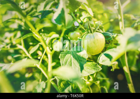 Gemüseanbau auf dem Balkon, grüne Tomaten Stockfoto