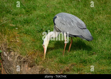 Reiher am Kanal Stockfoto