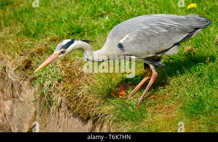 Reiher am Kanal Stockfoto