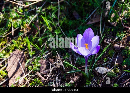 Ein hell-lila Neu blühenden Krokusse in dappled Frühling Sonnenschein auf einem Bett von Holzspänen unter den vorigen Herbste leaflitter Stockfoto