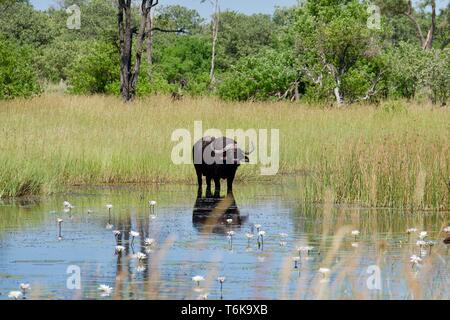 Büffel in einem Teich von Blumen im Moremi Game Reserve Stockfoto