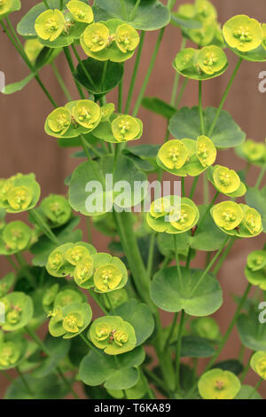 Holz-Wolfsmilch (Euphorbia Amygdaloides) Stockfoto