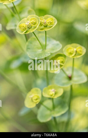 Holz-Wolfsmilch (Euphorbia Amygdaloides) Stockfoto