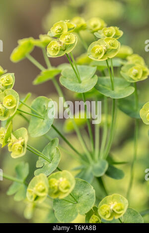 Holz-Wolfsmilch (Euphorbia Amygdaloides) Stockfoto