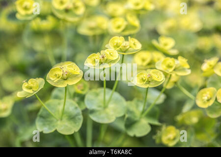 Holz-Wolfsmilch (Euphorbia Amygdaloides) Stockfoto