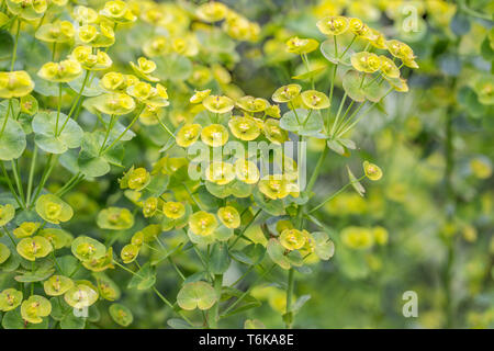 Holz-Wolfsmilch (Euphorbia Amygdaloides) Stockfoto