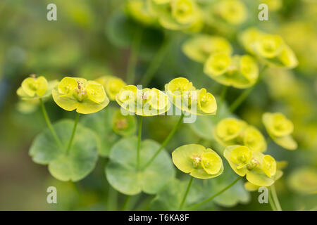 Holz-Wolfsmilch (Euphorbia Amygdaloides) Stockfoto