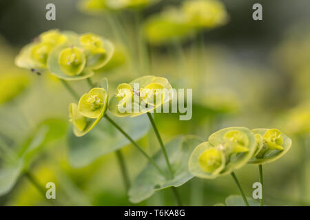 Holz-Wolfsmilch (Euphorbia Amygdaloides) Stockfoto