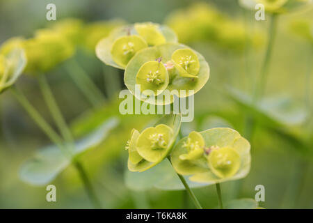 Holz-Wolfsmilch (Euphorbia Amygdaloides) Stockfoto