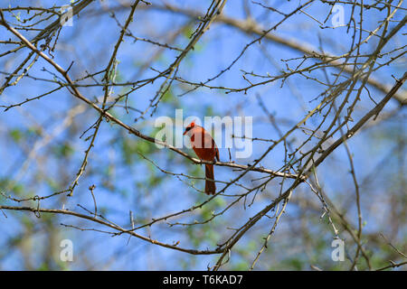 Eine nördliche Kardinal auf einem Zweig am frühen Nachmittag thront. Stockfoto