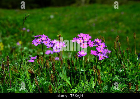 Bird's-eye Primrose, alpine Blume, Österreich, Europa Stockfoto