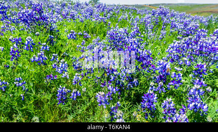 Wiese bedeckt in Sky Lupine (Lupinus nanus) Wildblumen, Nord Tabelle Ecological Reserve, Oroville, Kalifornien Stockfoto