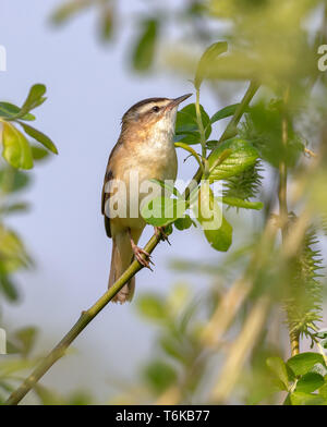 Schilfrohrsänger (Acrocepphalus schoenobaenus) Stockfoto