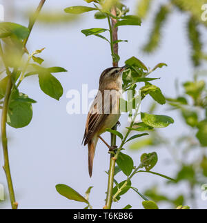 Schilfrohrsänger (Acrocepphalus schoenobaenus) Stockfoto