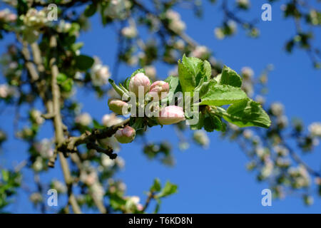 Weiß und rosa Blüten auf einem Apfelbaum malus pumila in einem üppig bewachsenen Garten zala Ungarn wächst Stockfoto