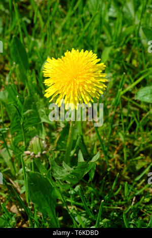 Leuchtend gelben Löwenzahn Taraxacum officinale in einem ländlichen Garten zala Ungarn wächst Stockfoto
