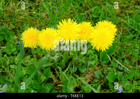 Leuchtend gelben Löwenzahn Taraxacum officinale in einem ländlichen Garten zala Ungarn wächst Stockfoto