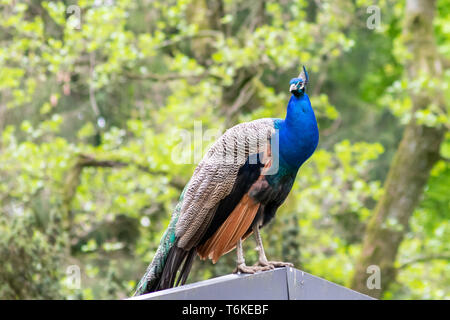 Porträt eines wunderschönen blauen Pfaus, der auf einem Dach sitzt und im Frühjahr nach einem Partner sucht, um weibliche Pfauen in der Paarungszeit zu beeindrucken Stockfoto