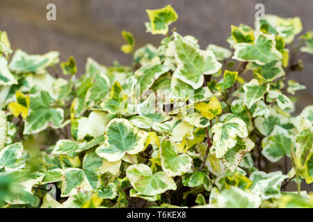 Gemeinsame Efeu, Hedera helix, England, Vereinigtes Königreich Stockfoto