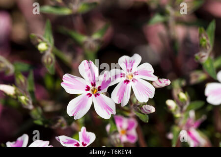 Phlox subulata 'Candy Stripe', kriechenden Phlox, Blumen closeup. Frühling, England, Großbritannien Stockfoto