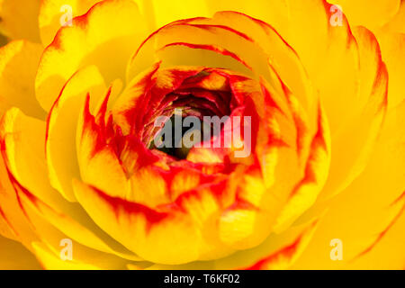 Ranunculus buttercup Blume Makro Nahaufnahme Stockfoto