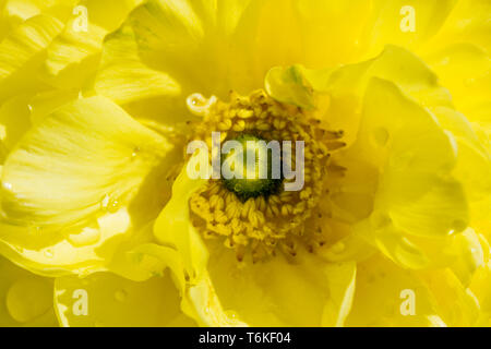 Ranunculus buttercup Blume Nahaufnahme, Makro Stockfoto