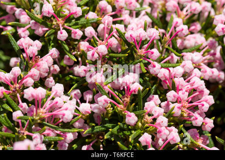 Andromeda polifolia Nikko Strauch pflanze Blüte im Frühling, England, Vereinigtes Königreich Stockfoto