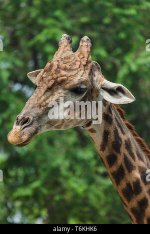 Giraffe Stockfoto