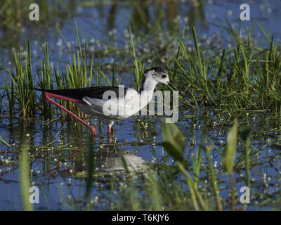 Gemeinsame Stelzenläufer, Himantopus himantopus, Nordsee, Europa Stockfoto