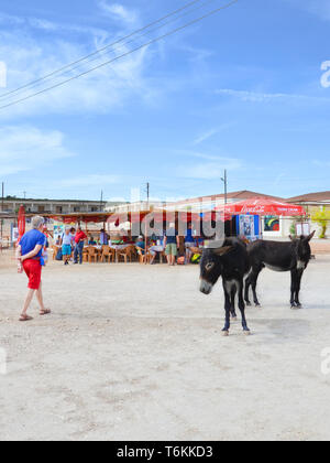 Dipkarpaz, Nordzypern - Okt 3 2018: Wilde Esel auf der Straße von zypriotischen Dorf. Outdoor Cafe im Hintergrund. Diese niedlichen Tiere sind beliebte Attraktion des remote Karpaz Halbinsel. Stockfoto