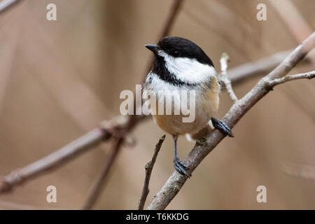 Tierwelt Fauna Kleine winzige Vogel Vögel Schwarz capped chickadee Stockfoto