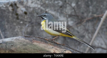 Graue Bachstelze, Motacilla cinerea Stockfoto