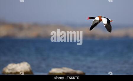 Gewöhnlicher Shelduck, Fliegen Stockfoto