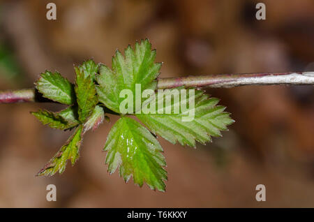 Black, Rubus sp., Blätter im Frühjahr öffnen Stockfoto