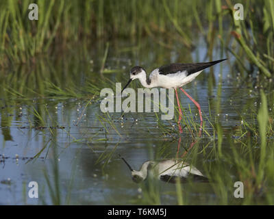 Gemeinsame Stelzenläufer, Himantopus himantopus, Nordsee, Europa Stockfoto