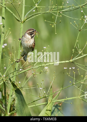 [Gemeinsame Rohrammer Emberiza schoeniclus], Europa Stockfoto