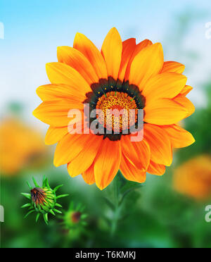 Big Orange Blume mit schimmernden Farben auf grünem und blauem Hintergrund. Stockfoto