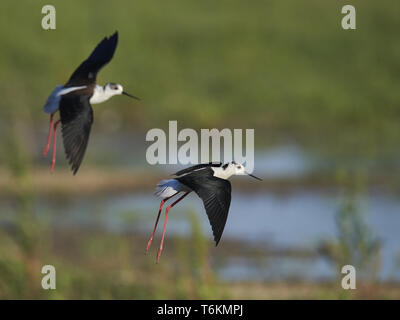 Gemeinsame Stelzenläufer, Himantopus himantopus, Nordsee, Europa Stockfoto