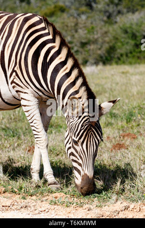 Zebra stehend und essen Gras Stockfoto