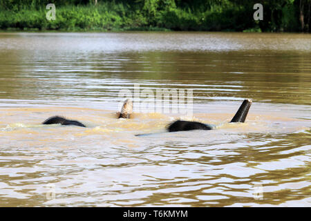 Zwei Borneo pygmy Elefanten (Elephas maximus Borneensis) Baden im Fluss - Borneo Malaysia Asien Stockfoto