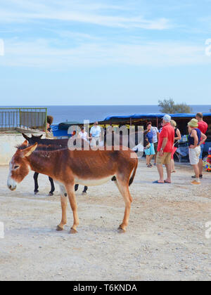 Dipkarpaz, türkischen Nordzypern - Okt 3 2018: Wilde Esel stehend, die von den traditionellen Markt im Freien. Mehrere Touristen sind vorbei. Die Tiere sind lokale touristische Attraktion. Stockfoto