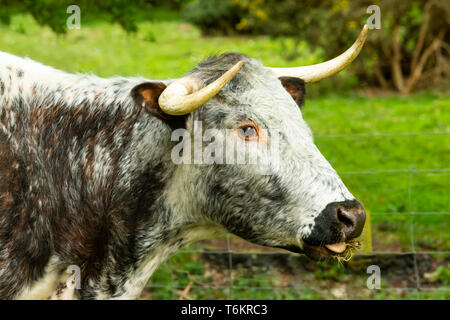 Nahaufnahme eines Longhorn Kuh, eine uralte Rasse der Rinder auf gemeinsame Weideland in North Yorkshire. Nach rechts gerichteter, Kauen der cud. Landschaft. Stockfoto
