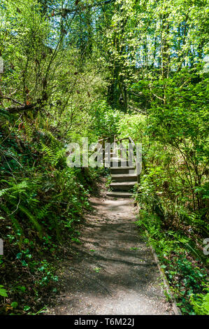 Hölzerne Brücken und Wege auf dem Garfield Naturlehrpfad in Olympia, Washington. Stockfoto