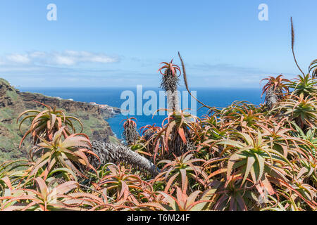 Blick auf die felsige Küste von Madeira mit Kakteen Stockfoto